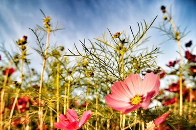 Close-up of pink flowering plants on field