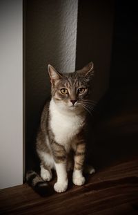 Close-up portrait of a cat