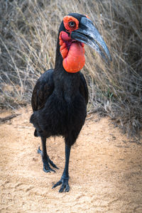 Southern ground hornbill