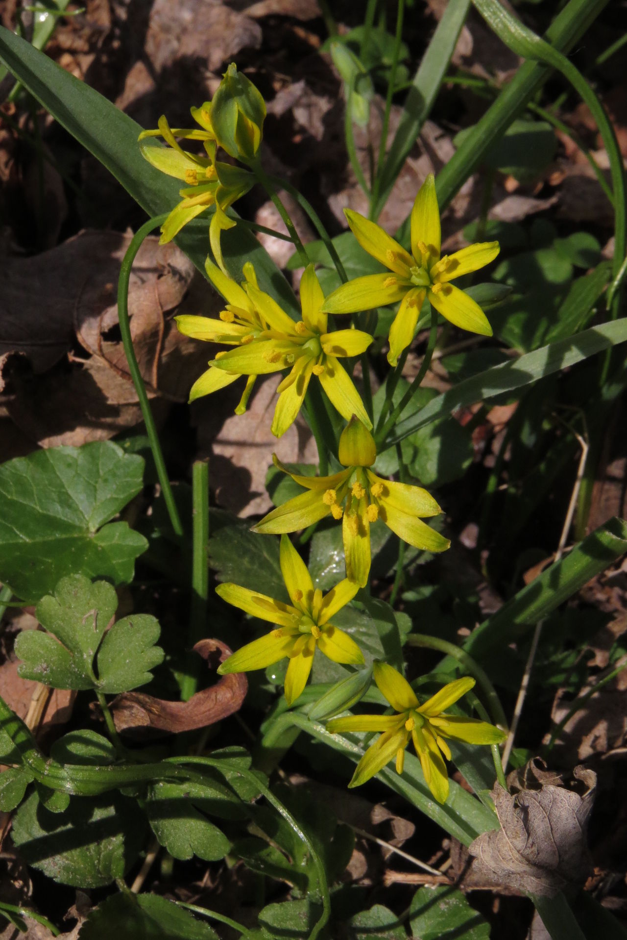 Waldgoldstern