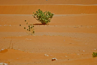 Plant growing in desert