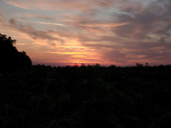 Silhouette trees on field against sky during sunset