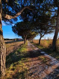 Empty road along trees on field