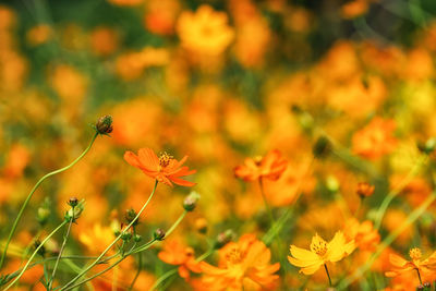Close-up of orange flowering plants on field