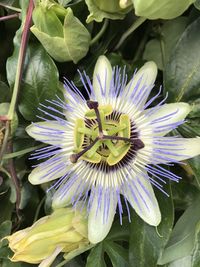 Close-up of purple flowering plant