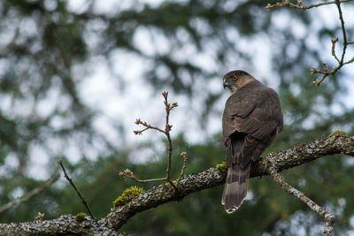 Coopers hawk perching on branch at forest