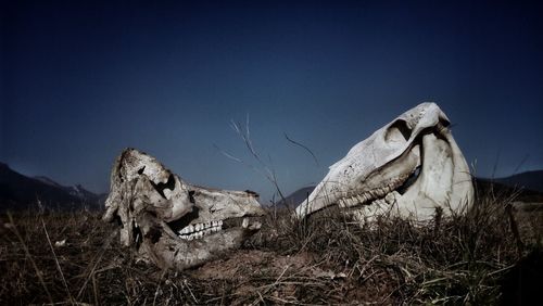 Close-up of animal skull on field against clear sky