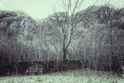 Bare trees on field in forest