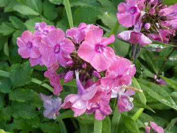 Close-up of bee pollinating on pink flower