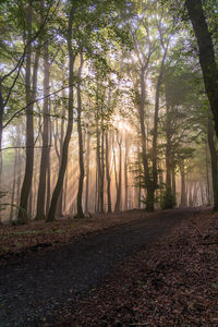 Trees in forest