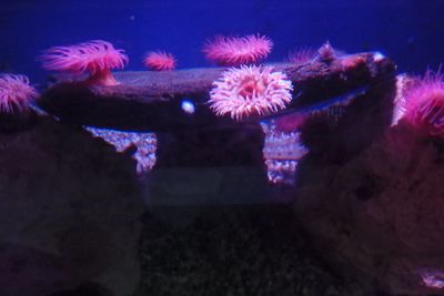 Close-up of illuminated lights in aquarium