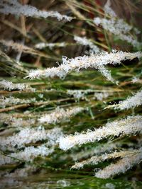 Close-up of frozen plant