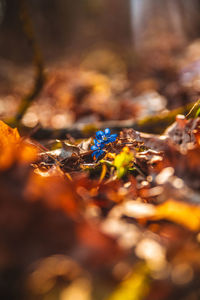 Close-up of autumn leaves falling on land