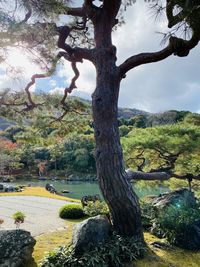Tree in park against sky