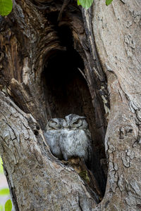 Close-up of hole in tree trunk