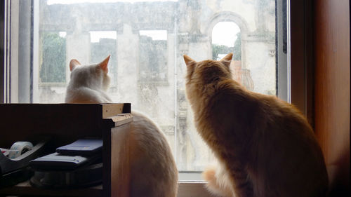 Cat looking through window