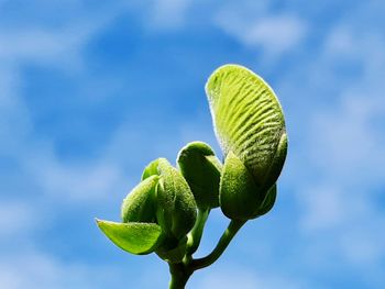 Low angle view of plant against blue sky