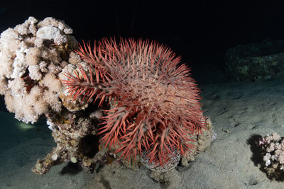 Coral reef and water plants in the red sea, eilat israel