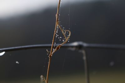 Close-up of spider on web