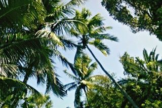 Low angle view of trees