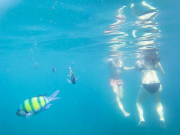 View of fish swimming in sea