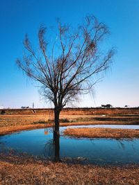 Reflection of bare trees in calm lake