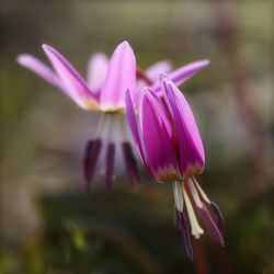 Close-up of pink crocus blooming outdoors