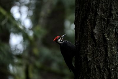 Close-up of bird perching on tree trunk