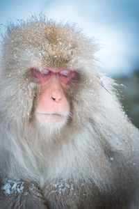 Portrait of a monkey