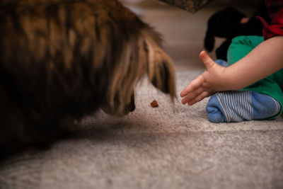 A young child feeds a shaggy mongrel dog. a treat on the carpet.