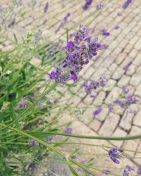 Close-up of lavender growing on plant