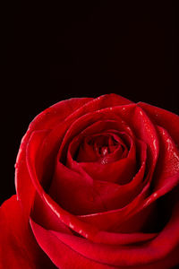 Close-up of red rose against black background
