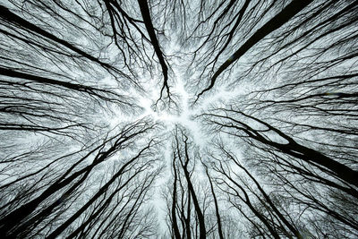 Low angle view of bare tree against sky