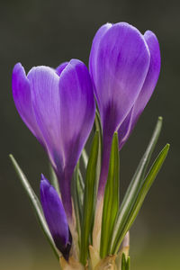 Close-up of purple flowers