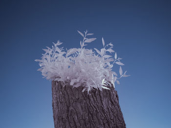 Low angle view of flowering plant against blue sky