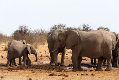 Elephant in a horse