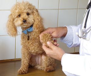 Midsection of man working with dog