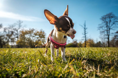 Portrait of a dog on field