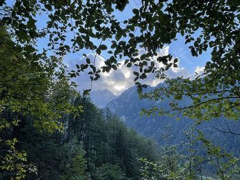 Low angle view of trees against sky