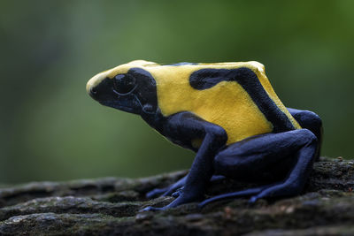 Black yellow dart frog 