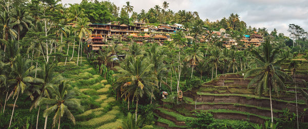 Panoramic shot of palm trees and houses in village