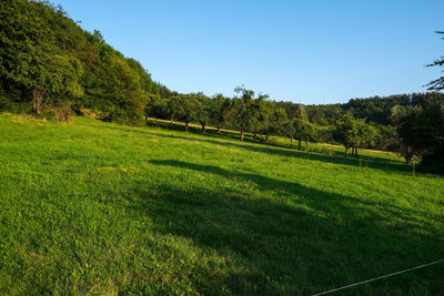 Scenic view of grassy field against clear sky