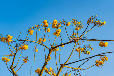 Low angle view of flowering plants against clear blue sky