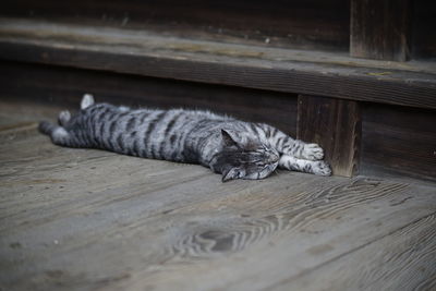 High angle view of cat resting on wooden floor