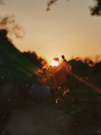 Close-up of plants against sky during sunset