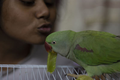 Close-up of a parrot perching