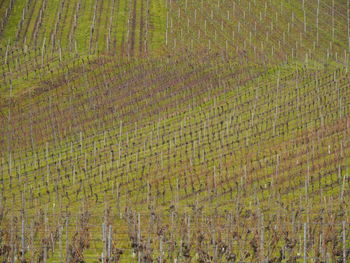 Scenic view of agricultural field