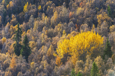 Autumn colored trees in forest