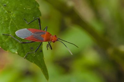 Close-up of insect on leaf