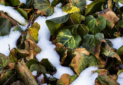 Close-up of frozen plants